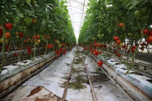 Suda domates yetiştiriciliği